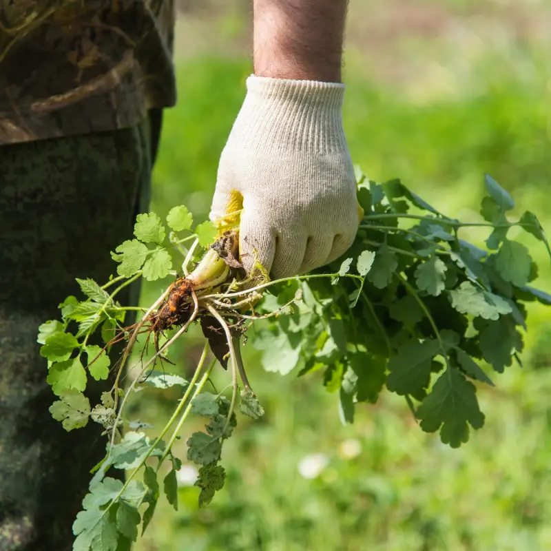 10 Essential Garden Maintenance Jobs for June