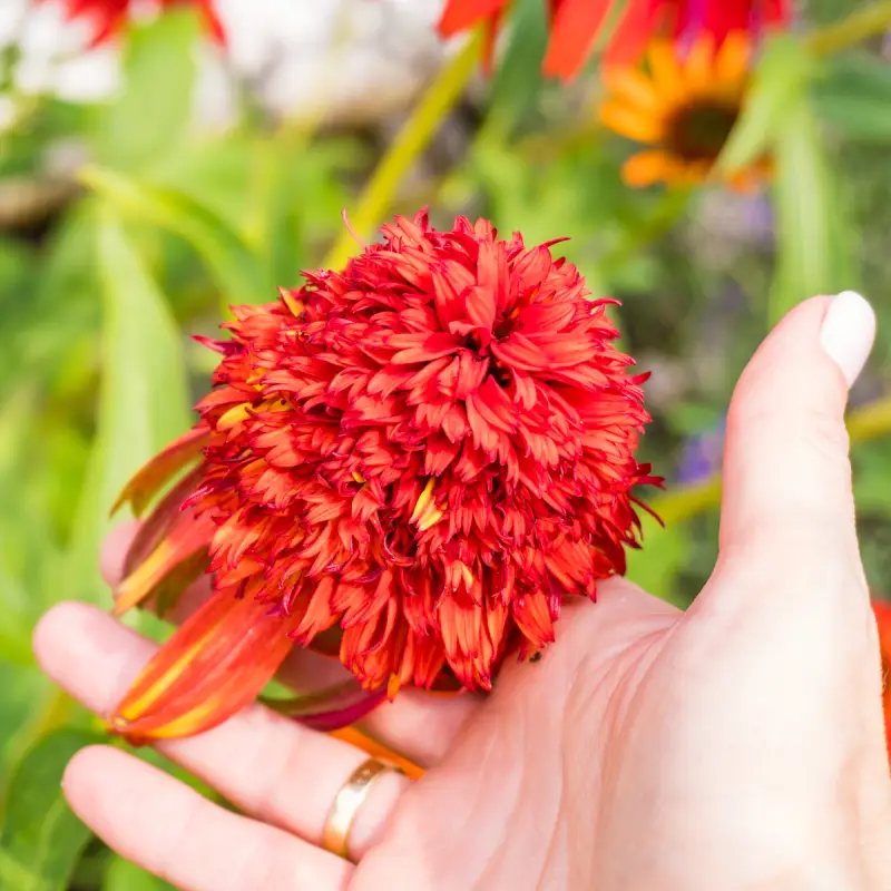Deadheading flowers in Willow Landscaping Ipswich garden