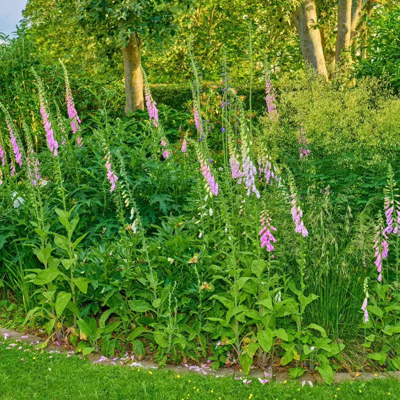 10 Essential Garden Maintenance Jobs for June