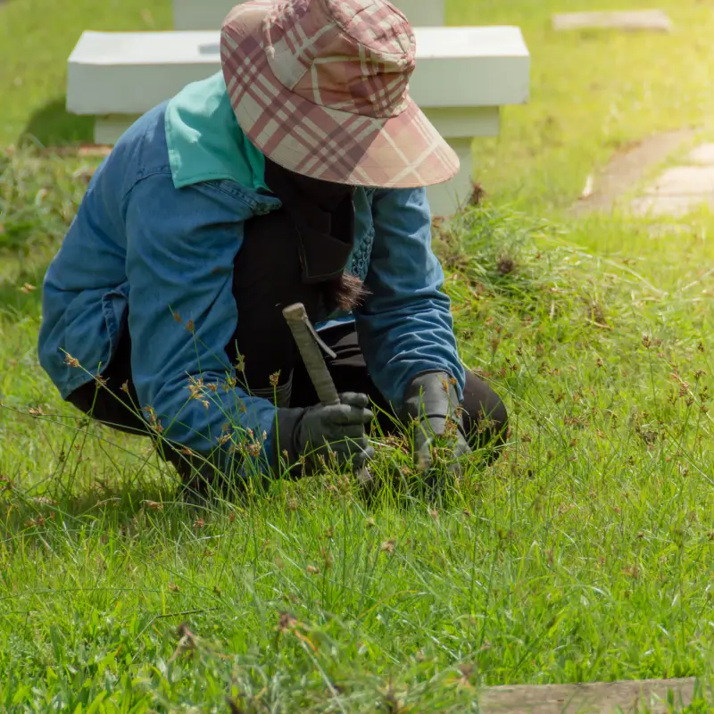 Autumn Lawn Treatments in Ipswich: Repair, Protect, and Prepare for Winter
