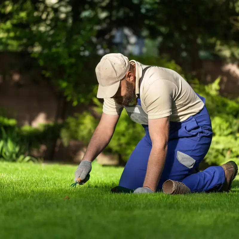 Autumn Lawn Treatments in Ipswich: Repair, Protect, and Prepare for Winter