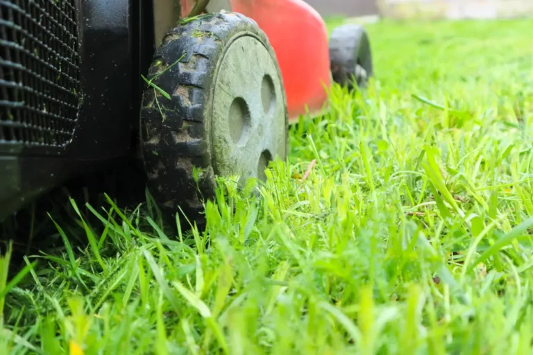 Autumn Lawn Treatments in Ipswich: Repair, Protect, and Prepare for Winter