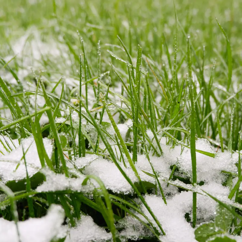 Late Winter garden lawn Willow Landscaping Ipswich