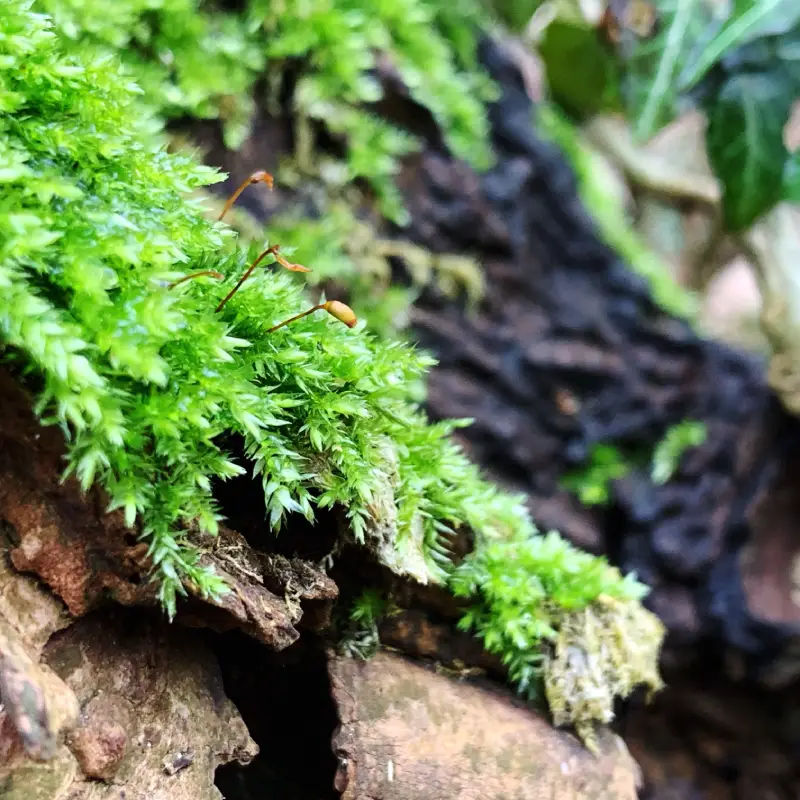 Willow Landscaping Ipswich