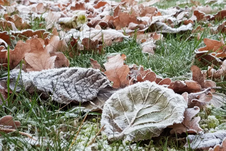 Dealing With Winter Damage in Your Garden: A Complete Spring Recovery Guide