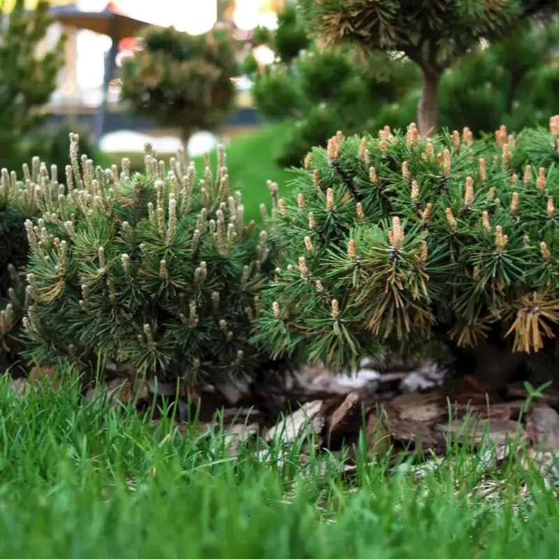 Everygreen shrubs Willow Landscaping Ipswich