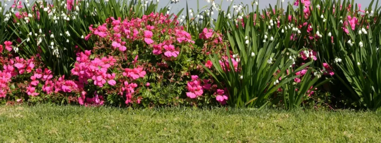 Garden Border Ideas to Refresh Your Outdoor Space