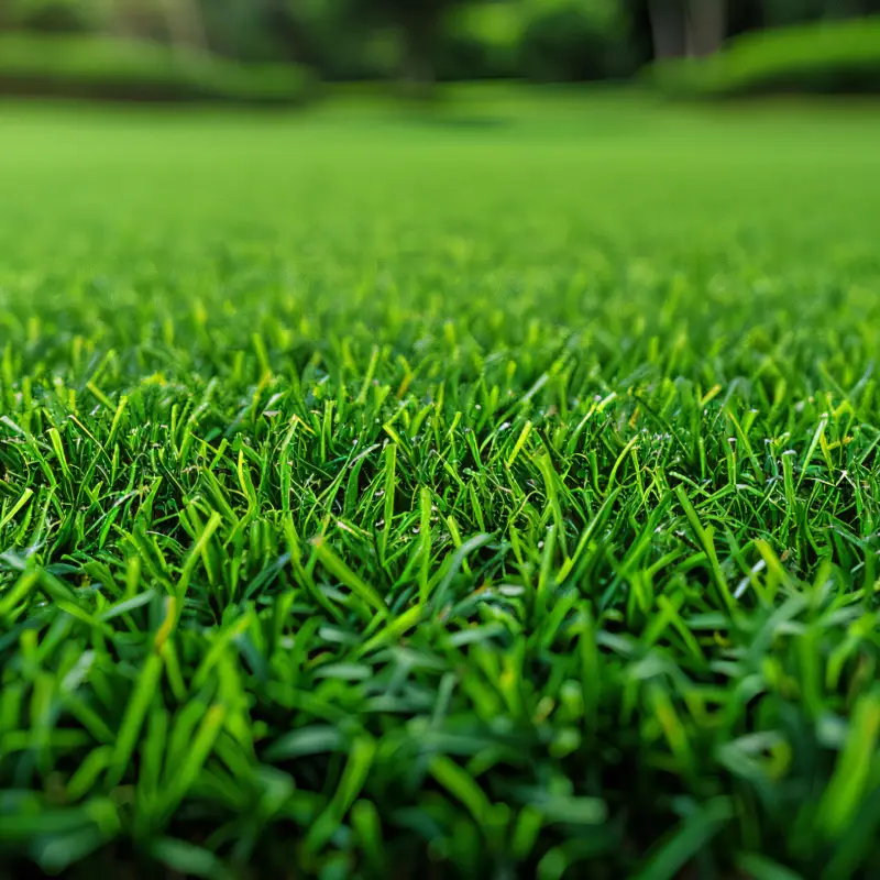 Garden grass lawn in Willow Landscaping Ipswich garden