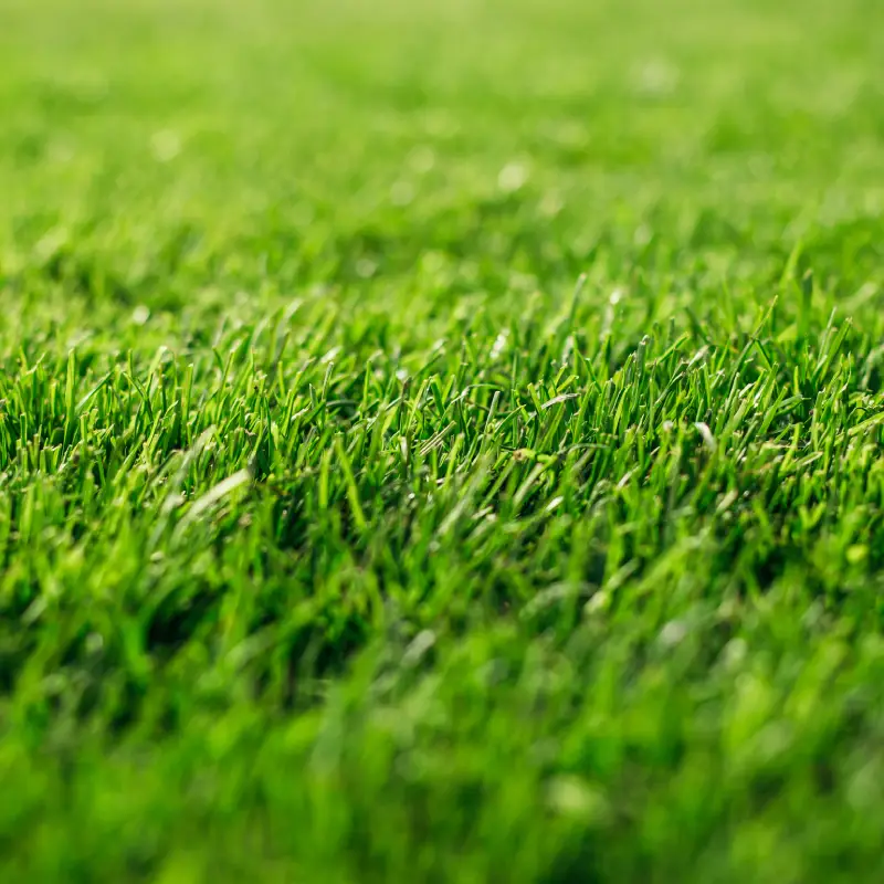 Soft grass Willow Landscaping Ipswich garden lawn