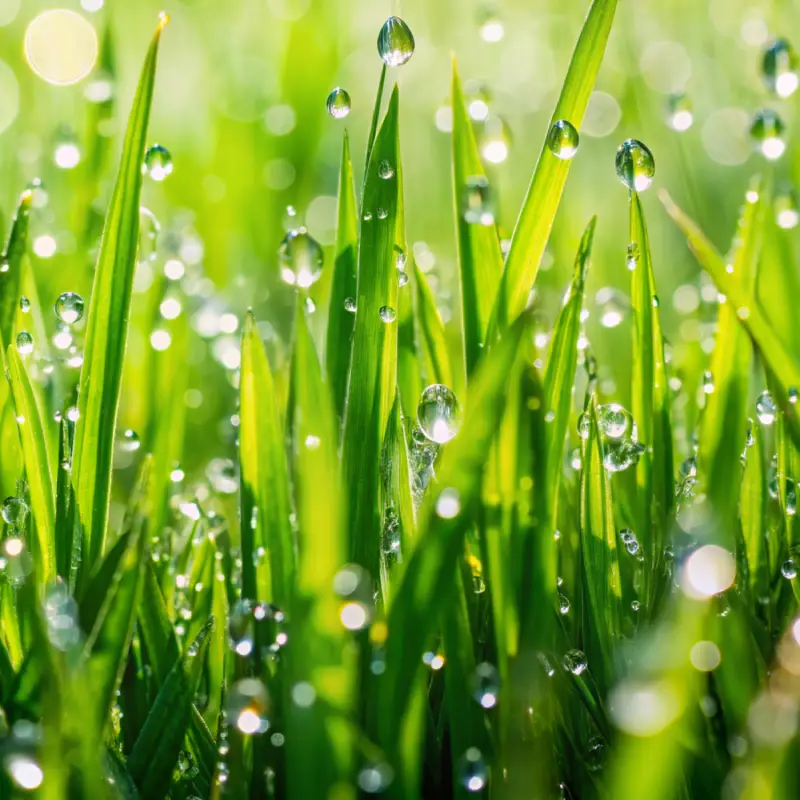 Raining on Willow Landscaping Ipswich garden grass lawn
