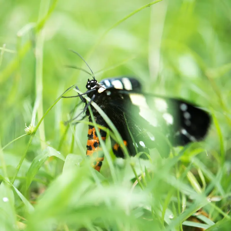 Butterfly in Willow Landscaping Ipswich garden