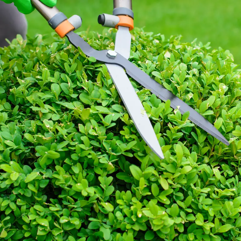 Hedge trimming service in an Ipswich garden keeping boundaries neat and tidy.