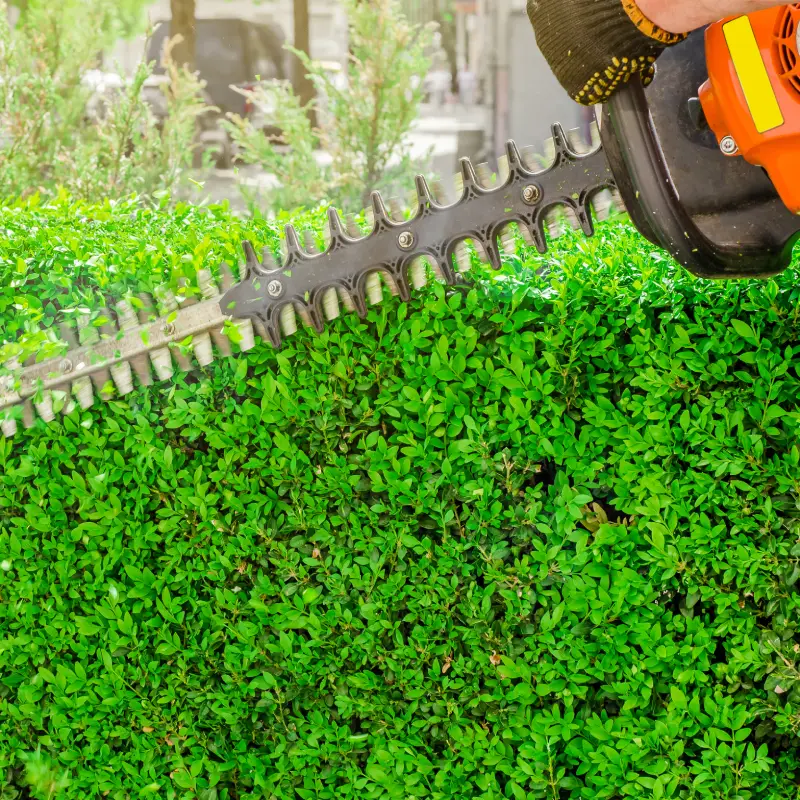 Formal trimmed hedge in Ipswich garden with clean straight edges.