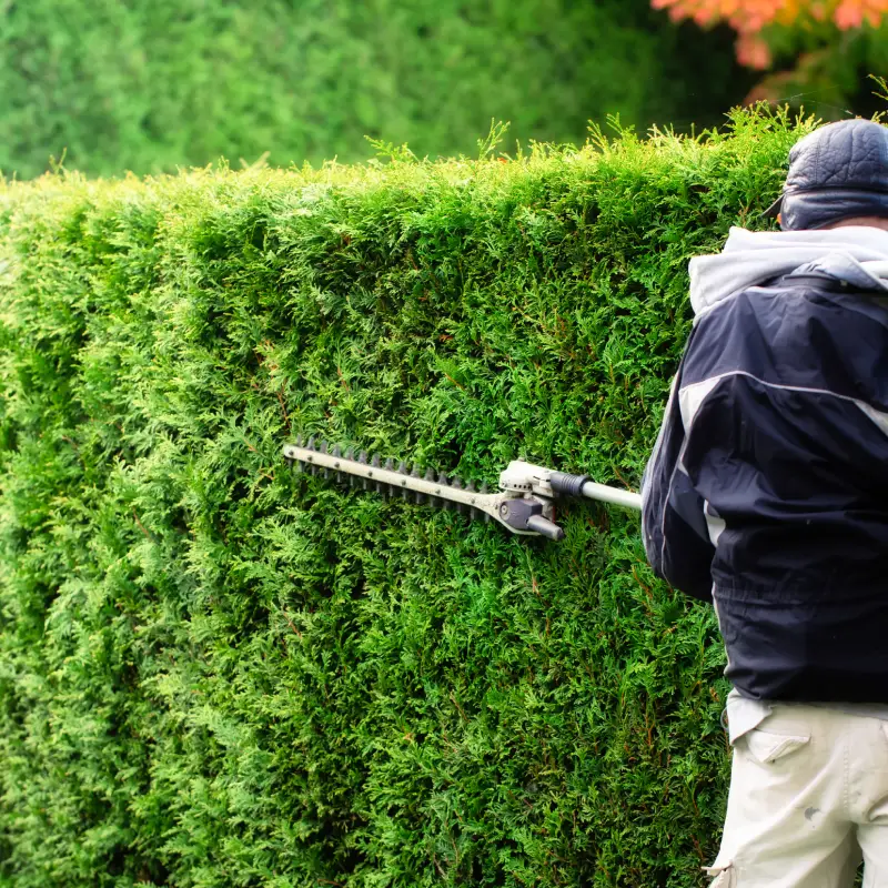 Hedge Trimming in Ipswich Gardens: Shape, Control, and Prepare for Winter
