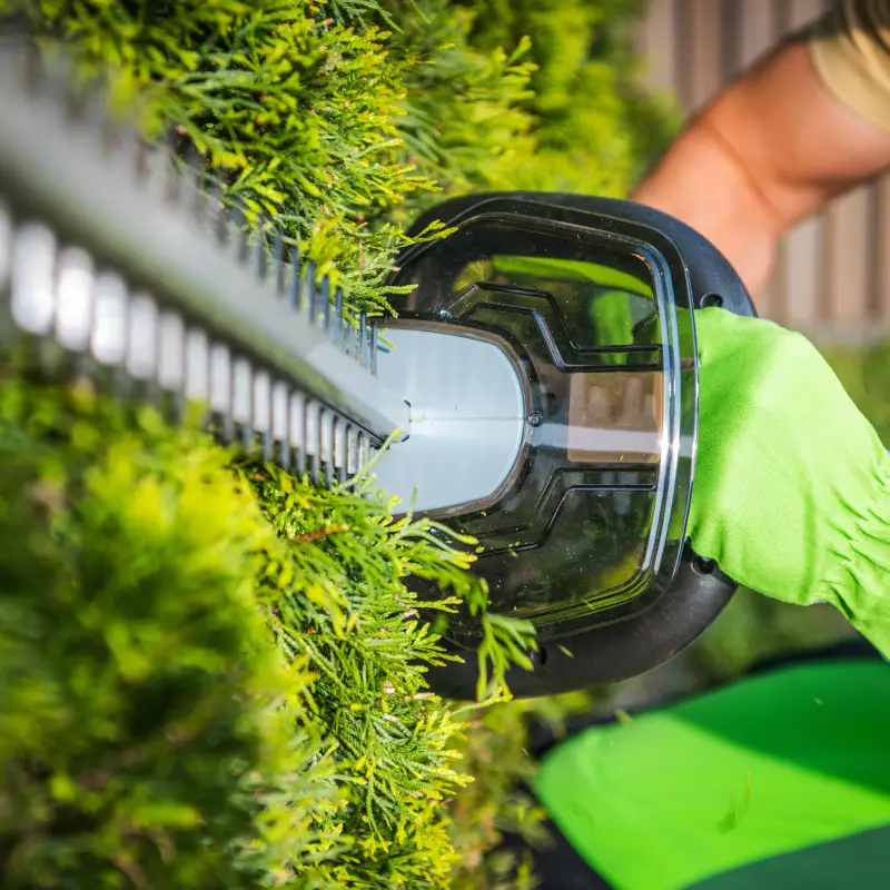 Practical hedge trimming service in Ipswich preparing hedges for winter.