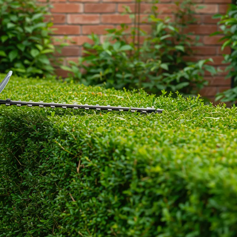 Hedge Trimming in Ipswich Gardens: Shape, Control, and Prepare for Winter