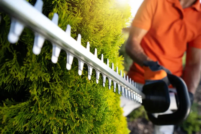 Hedge Trimming in Ipswich Gardens: Shape, Control, and Prepare for Winter