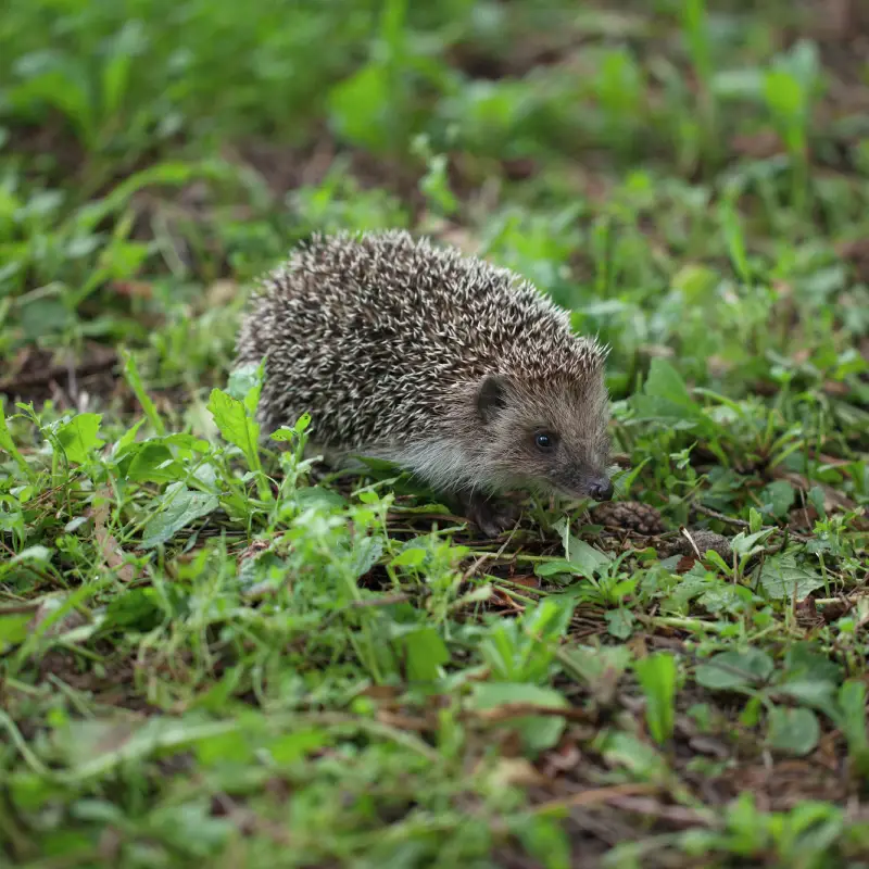 Hedgehog in Willow Landscaping Ipswich garden