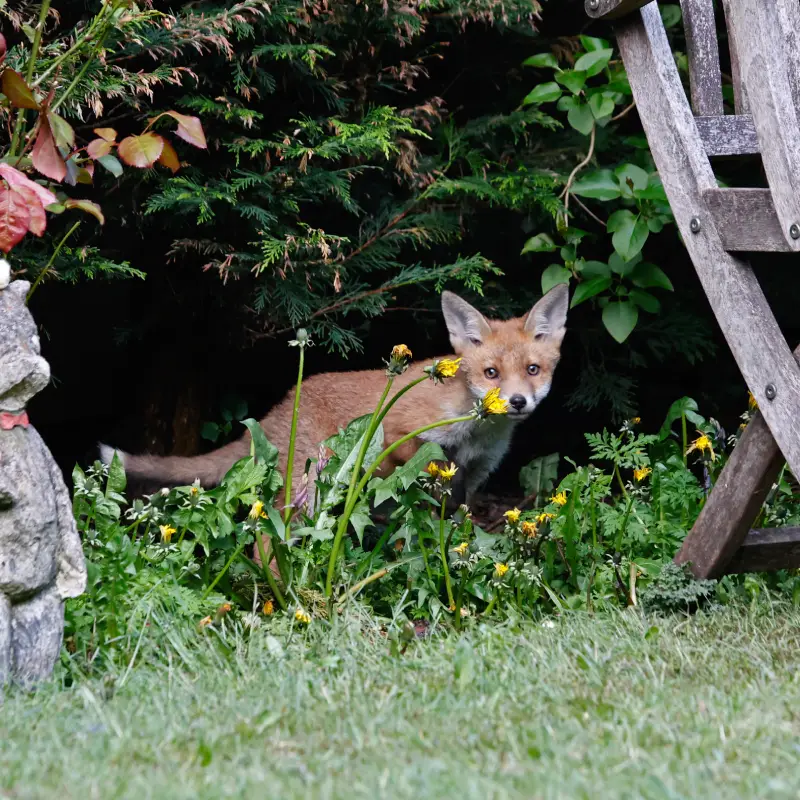 Fox cub in Willow Landscaping Ipswich garden