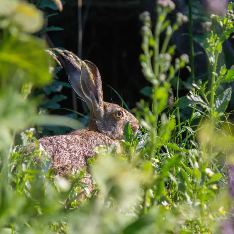 Rabbit in Willow Landscaping Ipswich garden