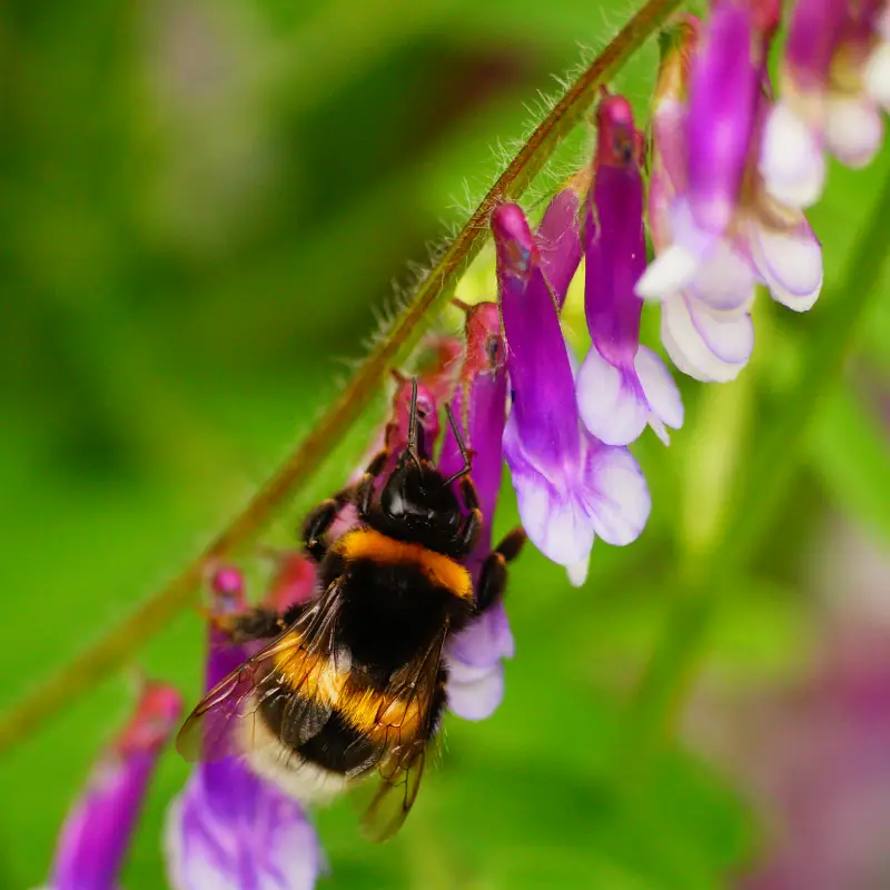 How to Create a Wildlife-Friendly Garden This Spring