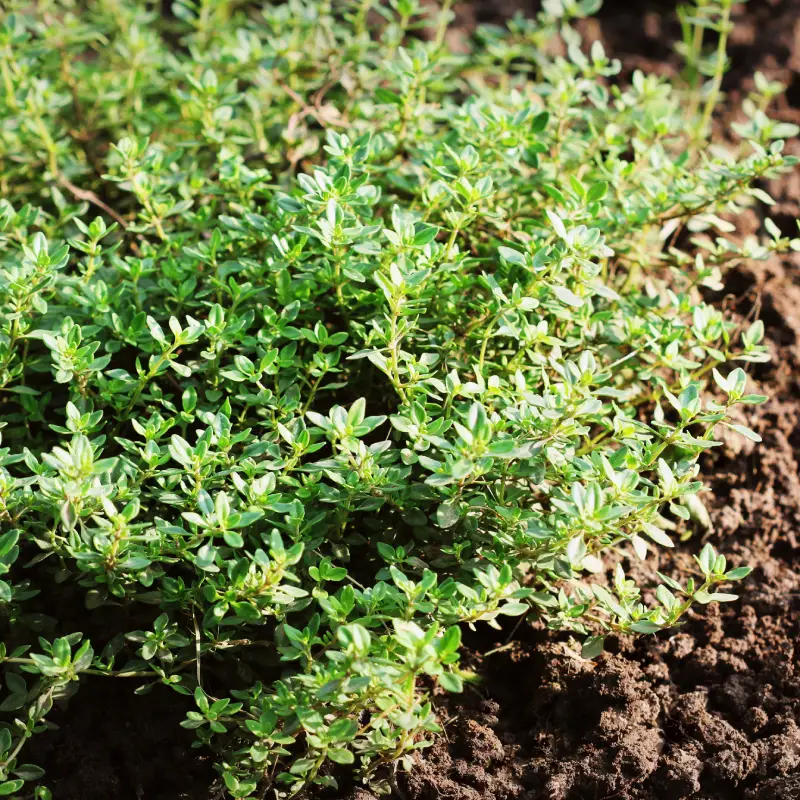 How to Create a Wildlife-Friendly Garden This Spring