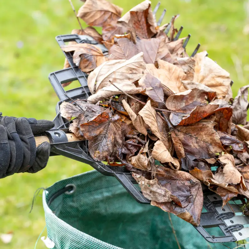 Leaf removal in an Ipswich garden to protect the lawn in autumn.