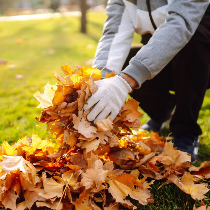 Leaf and Debris Removal in Ipswich Gardens: Protect Your Lawn This Autumn