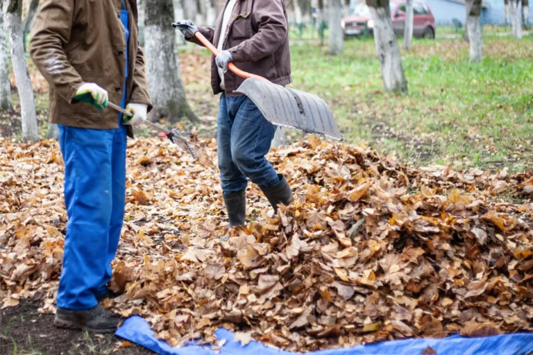 Leaf and Debris Removal in Ipswich Gardens: Protect Your Lawn This Autumn
