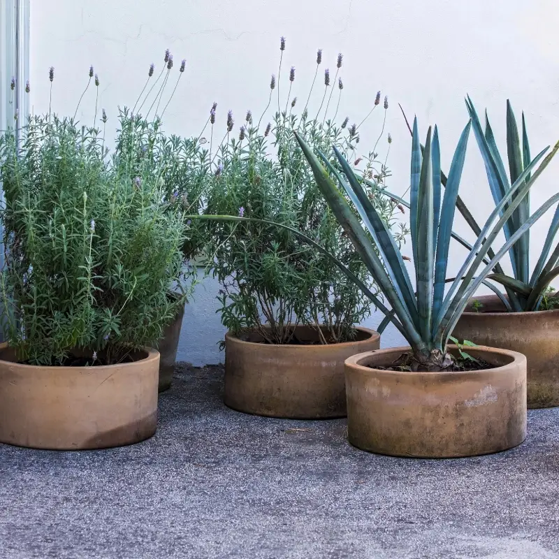 Low-Maintenance Garden Ideas for Busy Homeowners