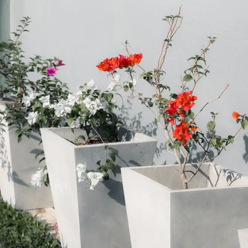 Low-Maintenance Garden Ideas for Busy Homeowners
