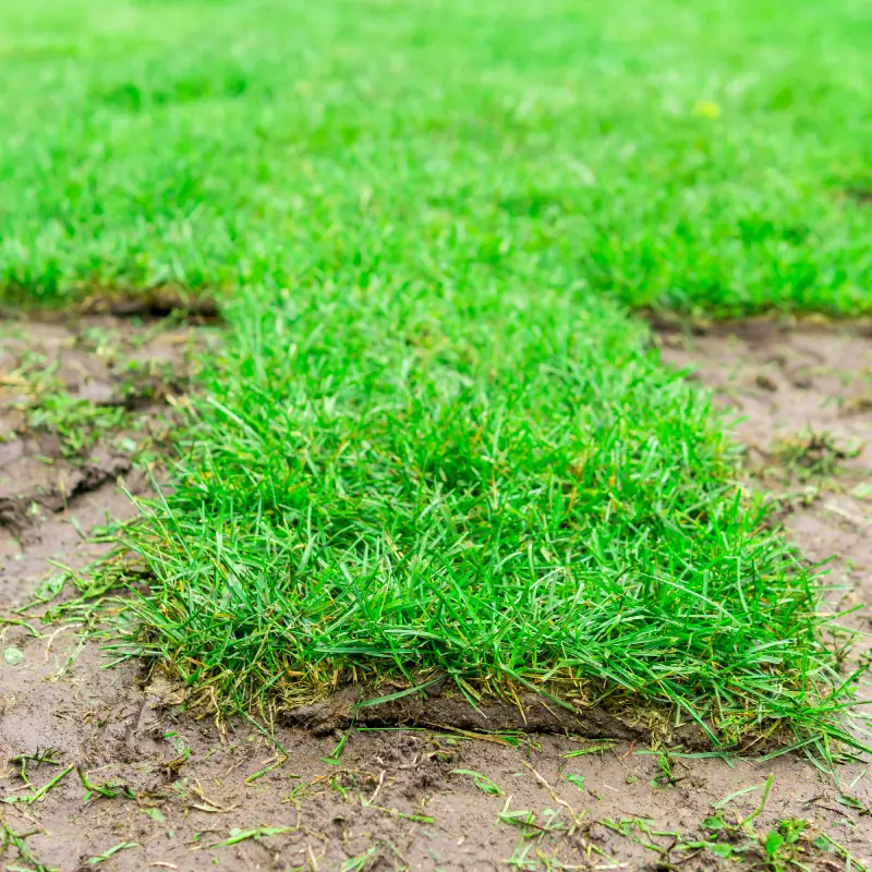 Low-Maintenance Garden Ideas for Busy Homeowners