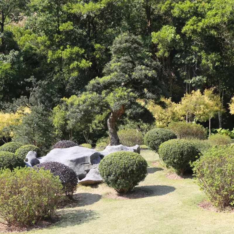 Trees and shrubs in a Willow Landscaping Ipswich garden