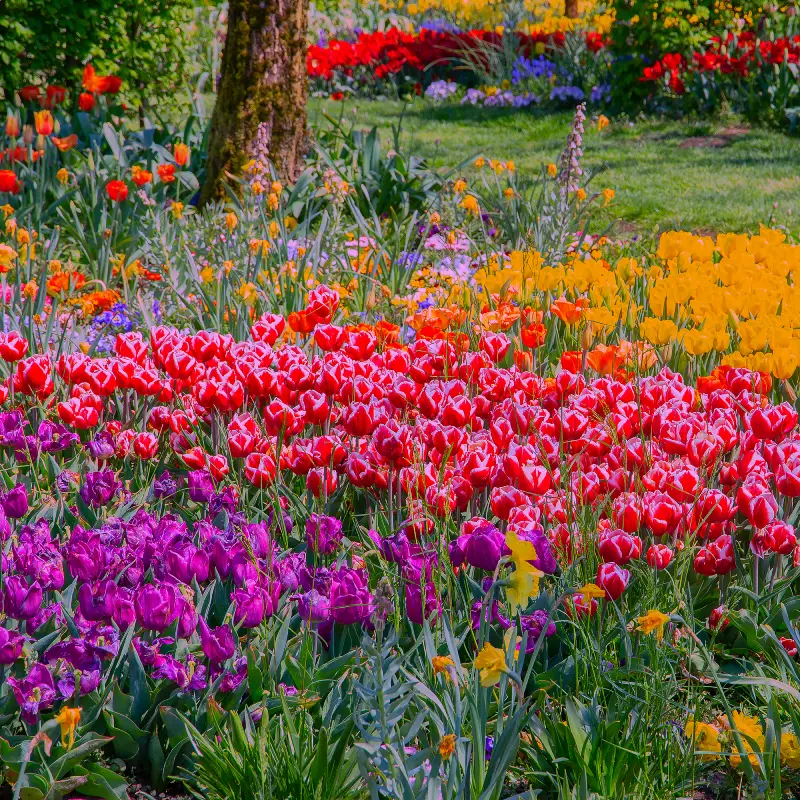 Coloured flowers in Willow Landscaping Ipswich garden