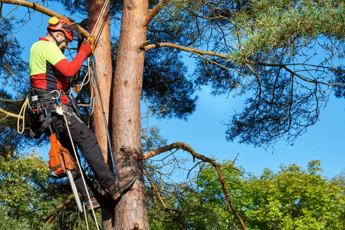 Tree Surgery
