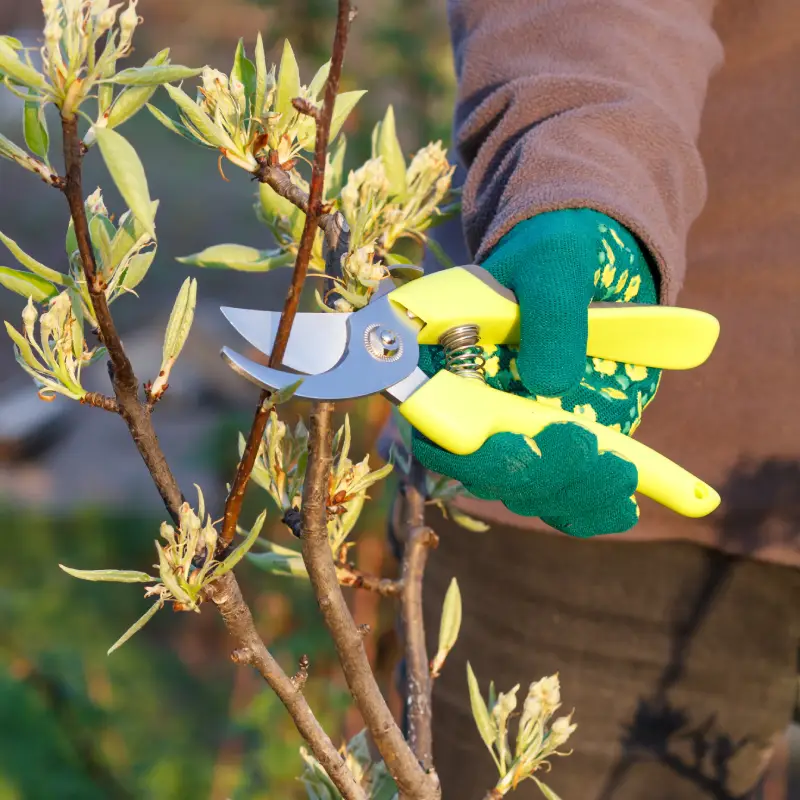 Tree and Shrub Pruning Guide: When and How to Do It