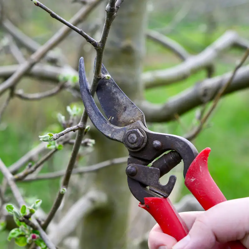 Tree Pruning Willow Landscaping Ipswich