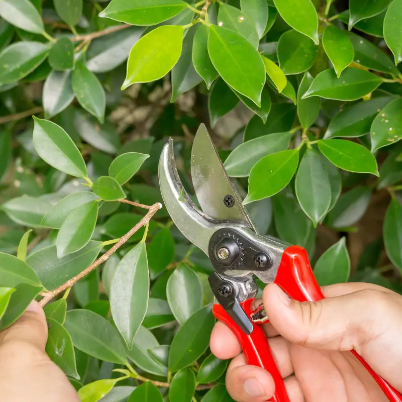 Shrub Pruning Willow Landscaping Ipswich
