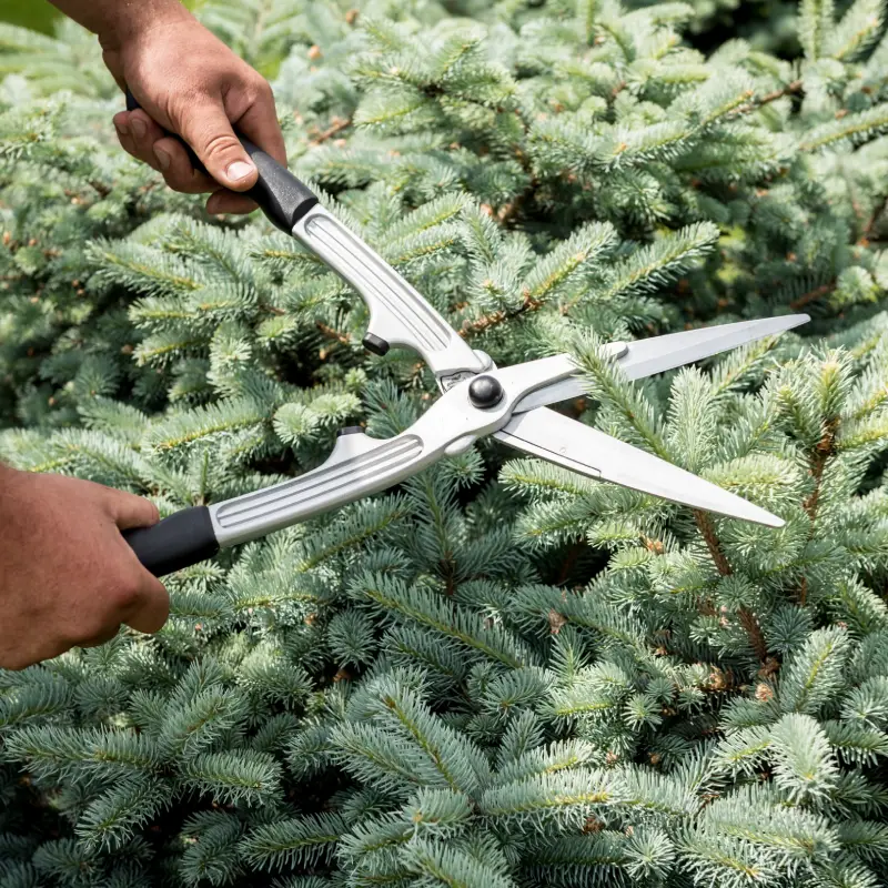 How to Prune Correctly Willow Landscaping Ipswich