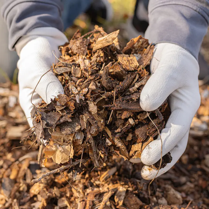 Laying mulch Willow Landscaping Ipswich