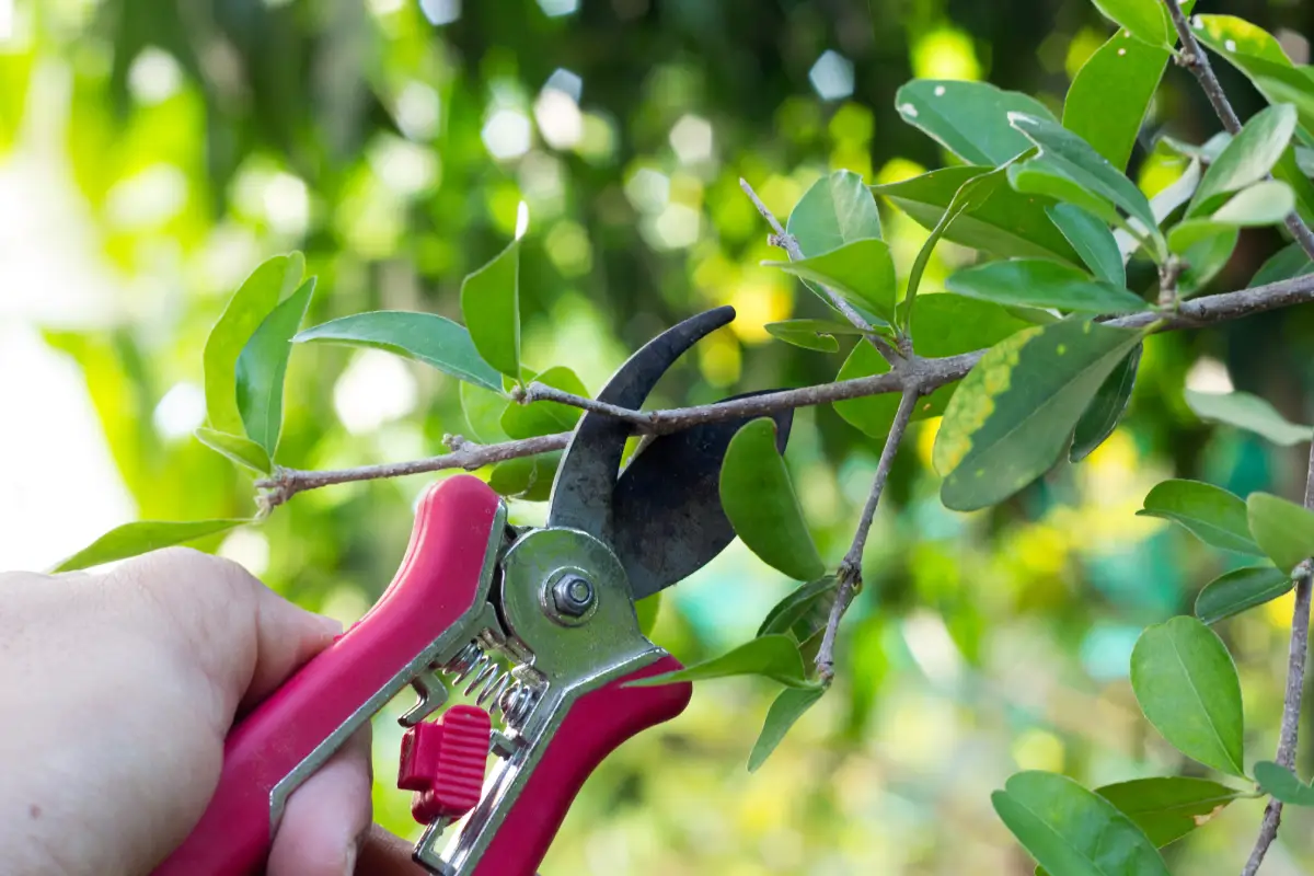 Tree and Shrub Pruning Guide: When and How to Do It